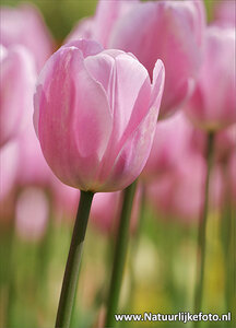 Tulp kaart ansichtkaart - Postcard Pink Tulip - blumen Postkarten Tulpe
