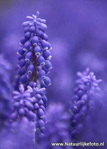ansichtkaart blauwe druifjes kaart - Grape hyacinths postcard - blumen Postkarten Traubenhyazinthen