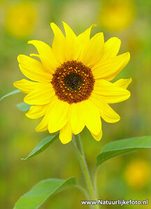 ansichtkaart zonnebloem kaart - Sunflower postcard - blume Postkarte Sonnenblume
