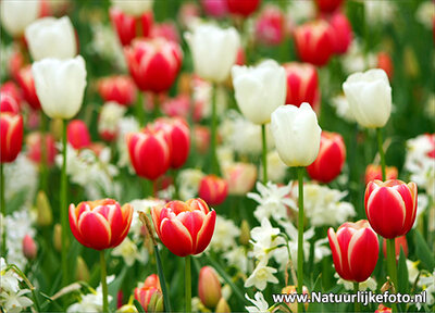 ansichtkaart tulpenveld kaart - Postcard field with tulips - blumen Postkarten Tulpe
