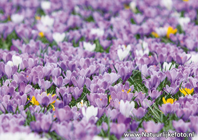 Krokussen kaart, Crocuses postcard, Postkarte Krokusse