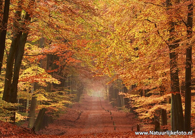 ansichtkaart herfstlaan kaart, postcard Autumn lane, postkarte Herbst lane