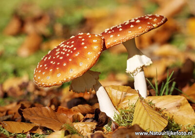 ansichtkaart vliegenzwam kaart, Fly agaric postcard, postkarte Herbst Fliegenpilze