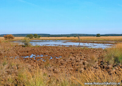 Landschap op de Veluwe, Landscape on the Veluwe, Landschaft auf der Veluwe