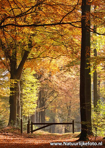 Herfstkaarten, ansichtkaart herfst laantje, postcard Autumn lane, postkarte Herbst lane