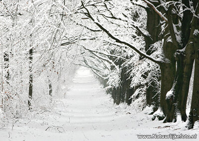 ansichtkaart winter laantje, winter postcard landscape, winter Postkarte Winterlandschaft