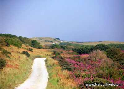 ansichtkaart de duinen van Ameland