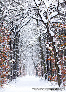 ansichtkaart Mensinge Bos, winter postcard, Postkarte Winterlandschaft