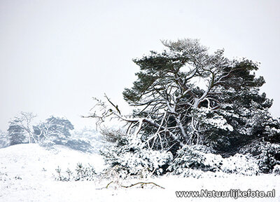 ansichtkaart winter op de veluwe, winter postcard Veluwe, Winter Postkarte Veluwe