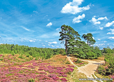 ansichtkaart heide bij Bakkeveen kaart