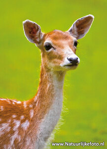 ansichtkaart damhert kaart, Tierpostkarte Damhirsch