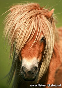 ansichtkaart paard kaart, horse postcard, Postkarte Pferd