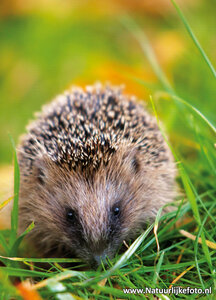 Egel kaart, ansichtkaart egel, postcard Hedgehog card, Postkarte Igel Karte