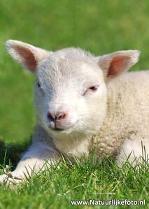 Kaart lammetje, ansichtkaart Lammetje, animal postcards lamb, Tier postkarte Lamm