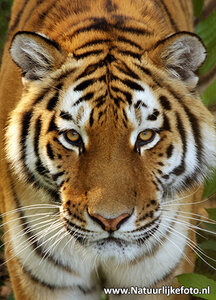 Tijger kaart - Prachtige postkaart / ansichtkaart van een Siberische tijger