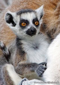 ansichtkaart Ringstaartmaki kaart, animal postcards Ring tailed Lemur, Tiere Postkarten Ring tailed Lemur