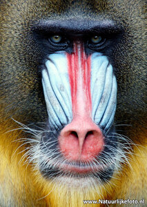 ansichtkaart Mandril kaart, zoo animal postcards Mandril, Tiere Postkarte Mandrill