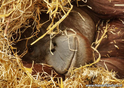 Orang Oetang kaart, Orang utan postcard, Postkarte Orang Utan