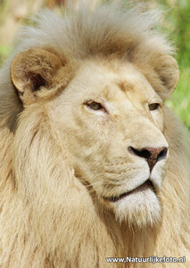 Leeuw kaart, Afrikaanse leeuw ansichtkaart, postcard African lion, Postkarte Löwe