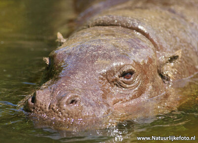 ansichtkaart Dwerg nijlpaard kaart, zoo animals postcards Pygmy hippo, Zoo Tiere Postkarte Zwergflusspferd