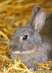 Ansichtkaart konijn,  rabbit postcard, Postkarte Kaninchen