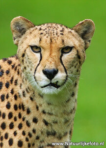 Jachtluipaard kaart, postcard Cheetah, Postkarte Gepard