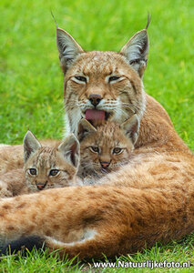 Lynx kaart, ansichtkaart, Zoo animals postcards Lynx, Zoo Tier Postkarte Luchs
