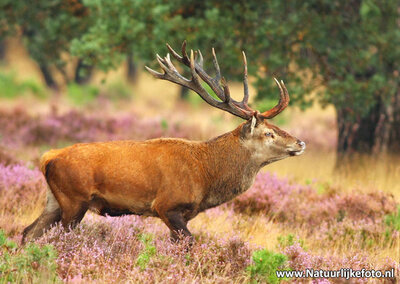 ansichtkaart Edelhert kaart, Red deer postcard , Tier Postkarte Rotwild