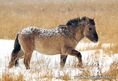ansichtkaart konik paard in de sneeuw