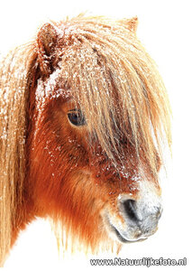 ansichtkaart Shetlandpony in de winter,  Shetland pony postcard, Postkarte Tiere Shetlandpony im Schnee