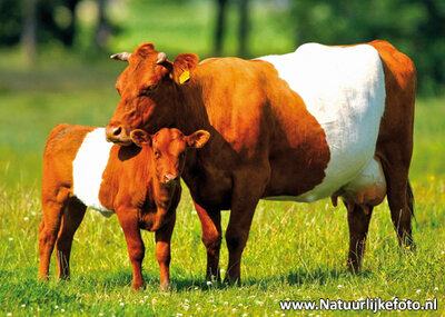 ansichtkaart Lakenvelders kaart, animal postcards Dutch belted cows, postkarte Lakenvelder Rind