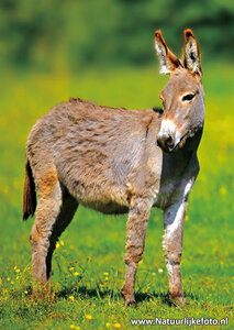 ansichtkaart ezel kaart, Donkey postcards, Tiere postkarten Hausesel