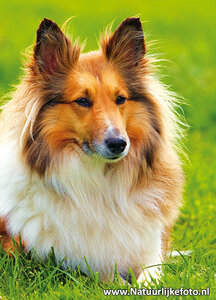 Ansichtkaart Shetland Sheepdog kaart, Shetland Sheepdog postcard, Postkarte Shetland Sheepdog