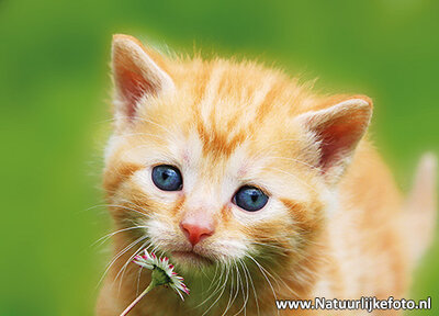 Ansichtkaart Poes met bloemen, postcard cat with flowers, Postkarte Katze mit Blumen