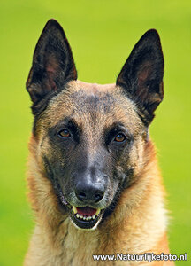 ansichtkaart hond Mechelse herder, postcard Belgian Shepherd dog, Postkarte Belgischer Schäferhund