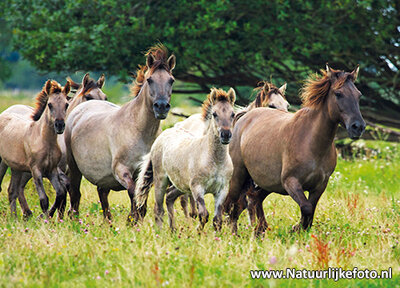 kaart Konik paarden, ansichtkaart, animal postcard Konik horses, Tierpostkarte Konik Pferde