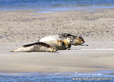 ansichtkaart zeehonden kaart, animal postcard Earless seals, Tierpostkarte Hundsrobben