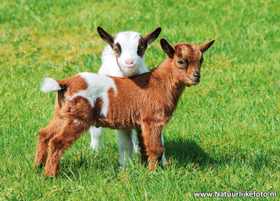 ansichtkaart geiten kaart, animal postcards goats, Tiere postkarte Ziegen