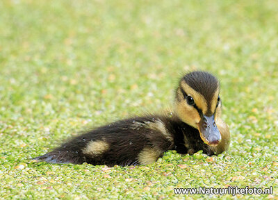 ansichtkaart jong eendje kaart, bird postcard young duckling, Vögel Postkarte Junges Entlein