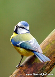 ansichtkaart Pimpelmees kaart, forest bird postcard Tomtit, Waldvogel Postkarte Tomtit