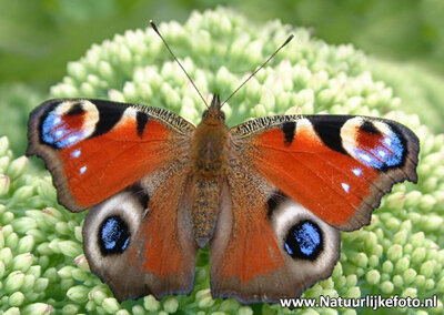 ansichtkaart Dagpauwoog kaart - butterfly postcards European Peacock - postkarte schmetterling Tagpfauenauge