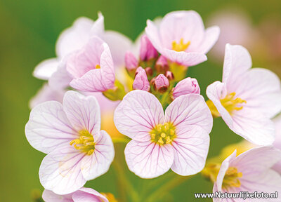 ansichtkaart pinksterbloemen