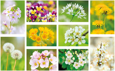 Bloemen kaarten set
