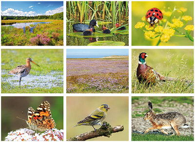 Natuur ansichtkaarten - ideaal voor Postcrossing