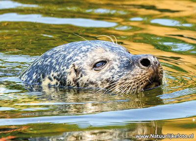 ansichtkaart zeehond