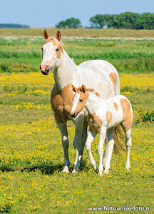 ansichtkaart paard met veulen