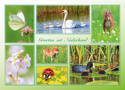 ansichtkaart groeten uit Nederland lente - Postcrossing kaarten top 100