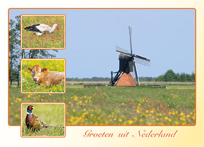 Ansichtkaart groeten uit Nederland - molen, ooievaar, koe en fazant