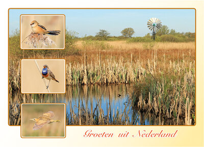 ansichtkaart groeten uit Nederland rietvelden - Postcrossing kaarten top 100