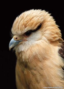 ansichtkaart geelkop caracara